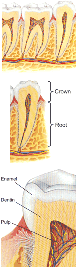 Dental Health image